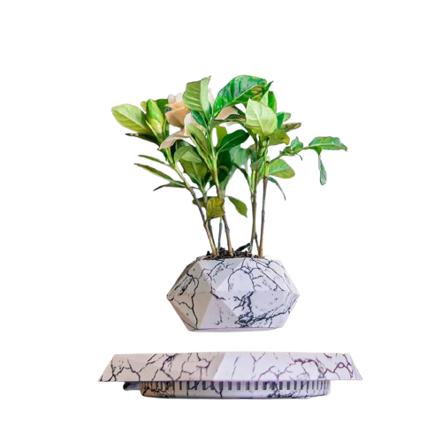 Ufo Plant